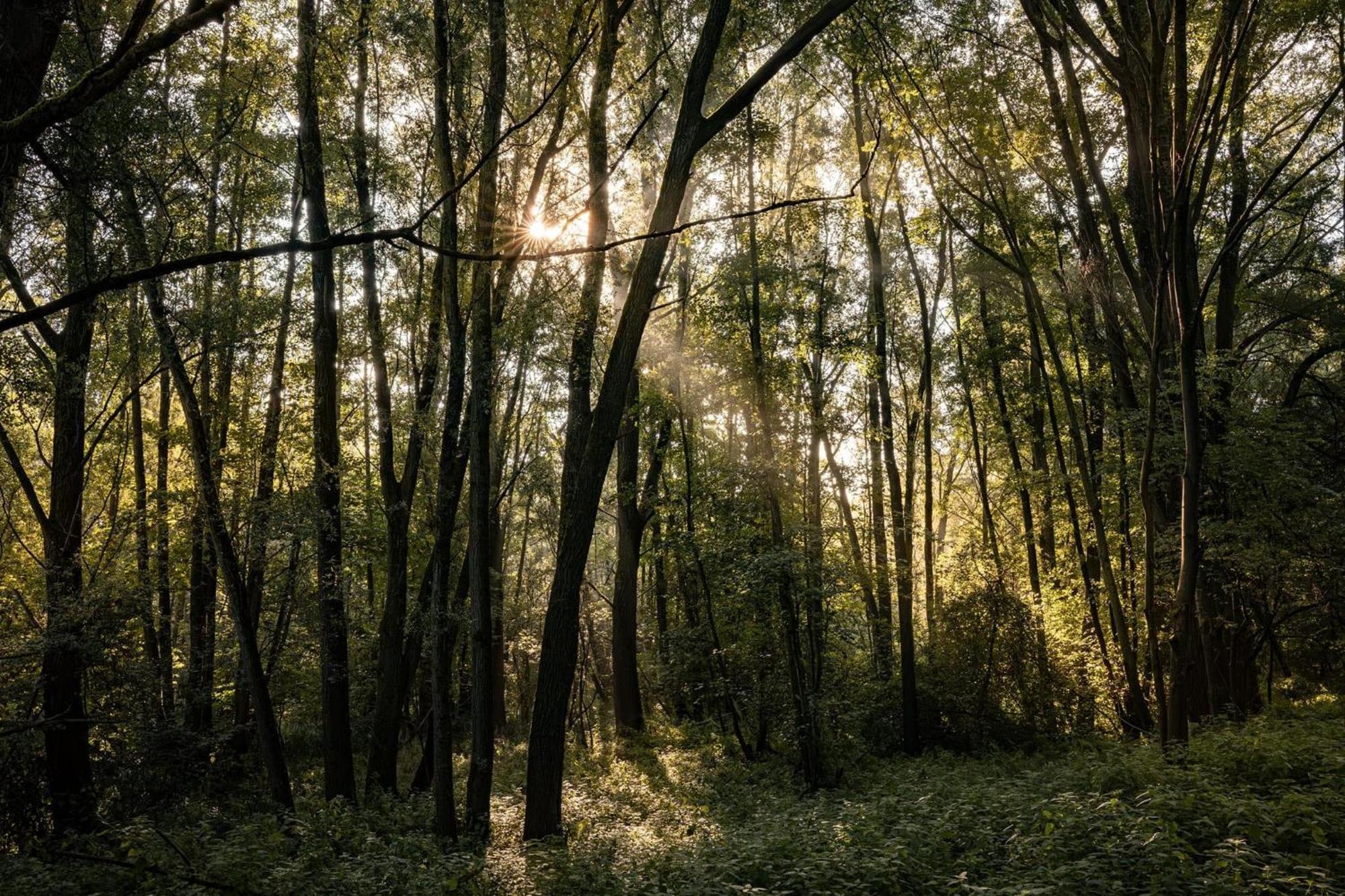 Veluwe Park Reewold Chalet Eclipse Putten Kültér fotó